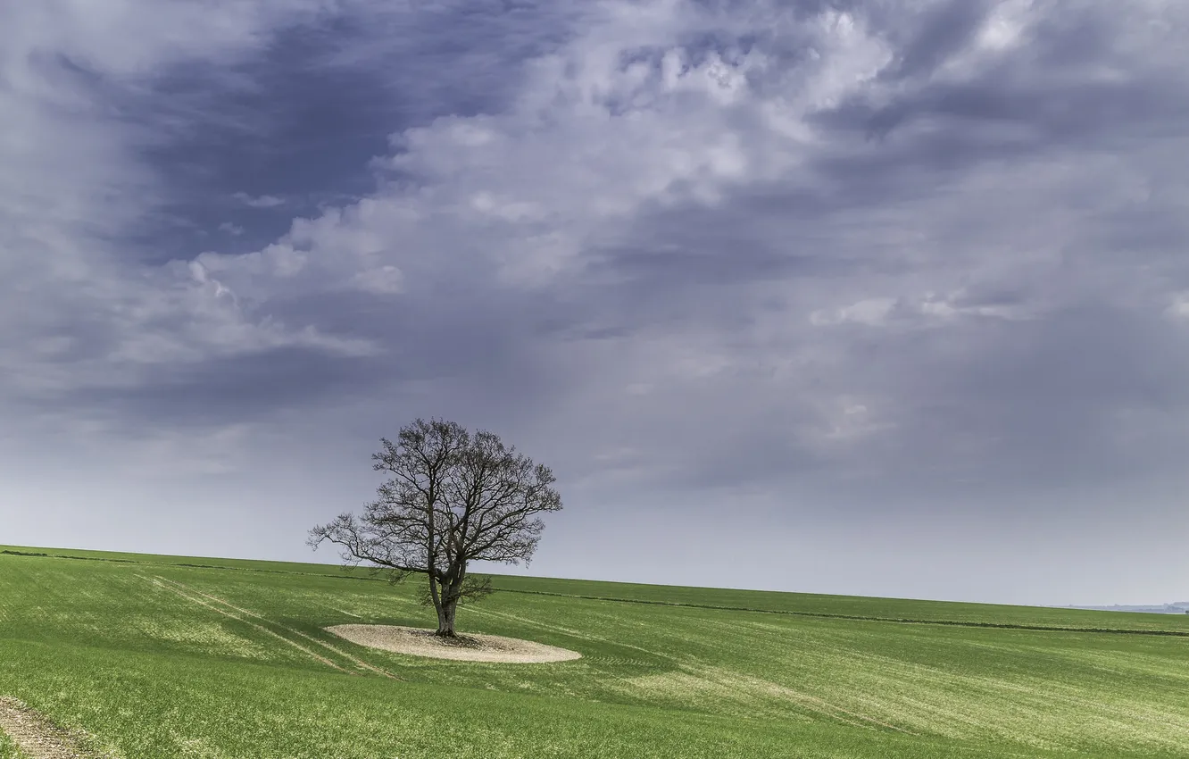 Photo wallpaper field, the sky, grass, tree