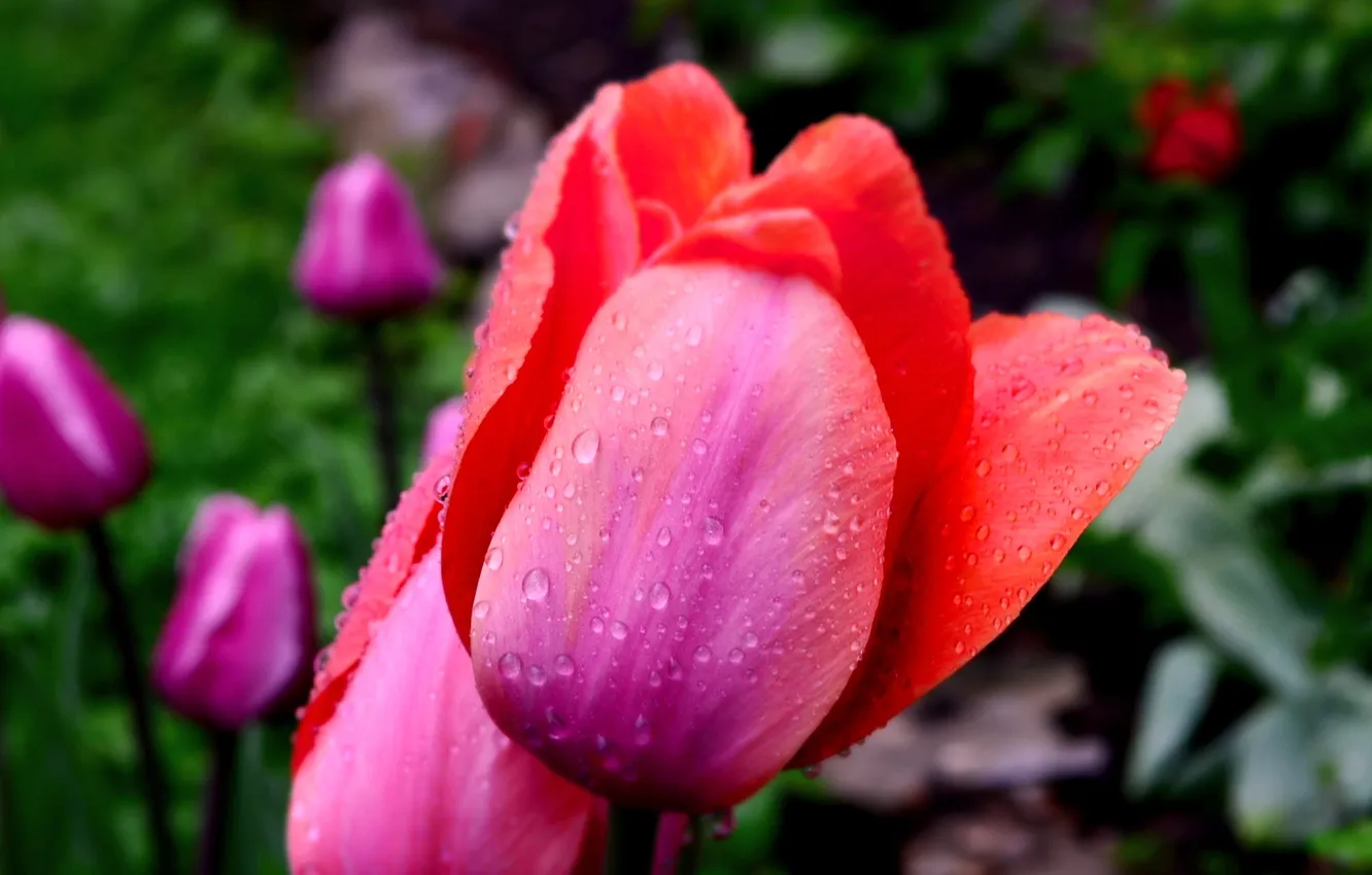 Photo wallpaper drops, flowers, tulips, bokeh