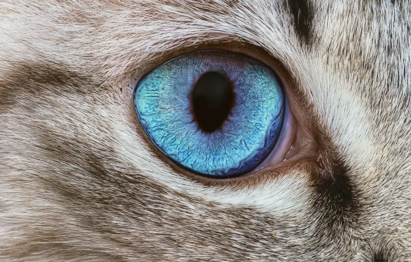 Photo wallpaper cat, macro, eye