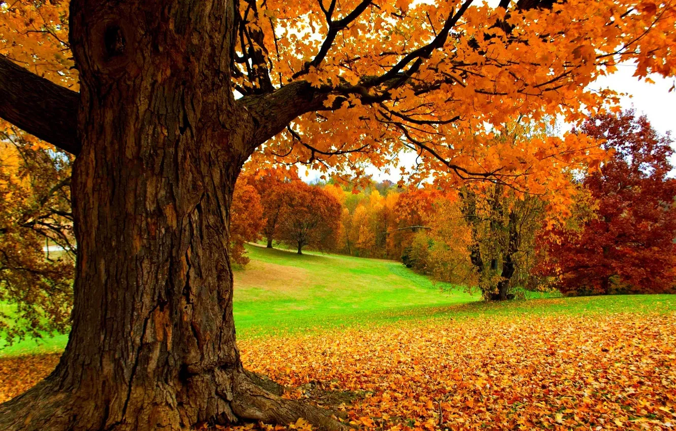 Photo wallpaper autumn, leaves, trees