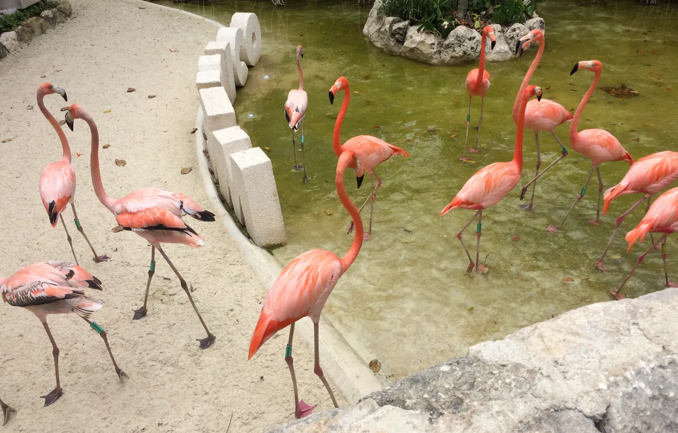 Photo wallpaper animals, nature, birds, flamingos