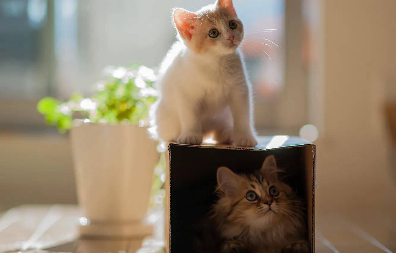 Photo wallpaper cat, flowers, box, the game, pair, pot, kitty, two