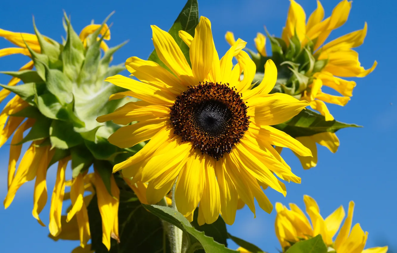Photo wallpaper summer, leaves, sunflowers, flowers, close-up, nature, yellow, petals