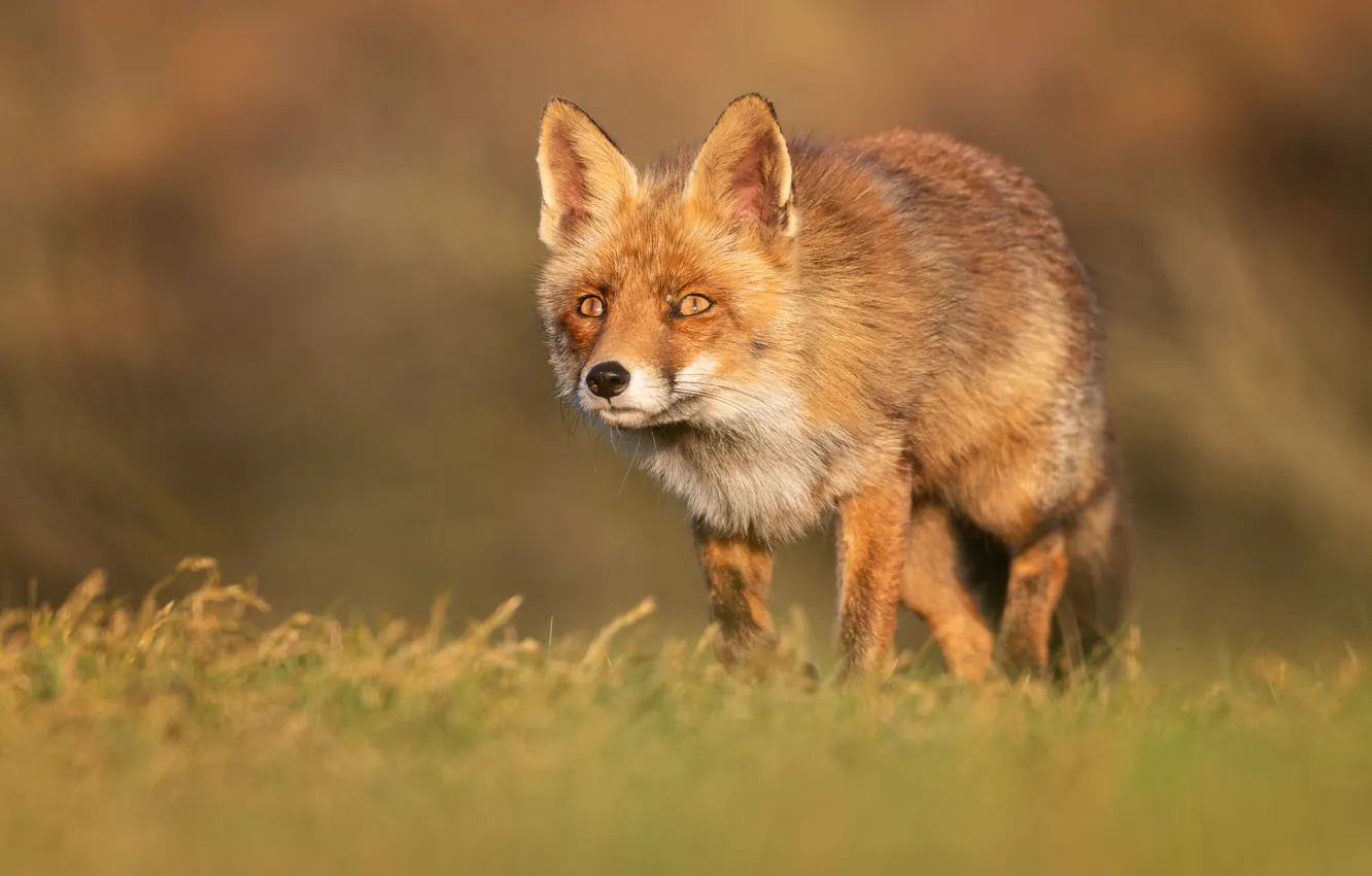Photo wallpaper field, grass, look, face, Fox, walk, Fox
