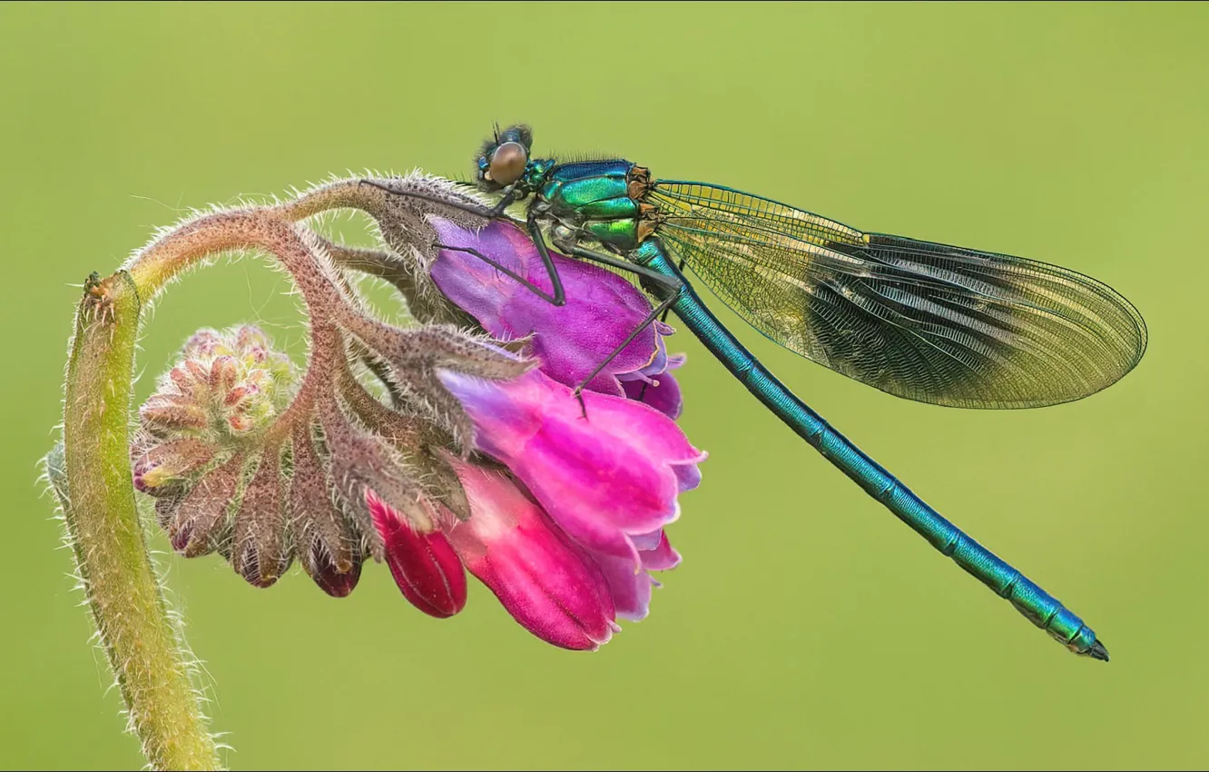 Photo wallpaper flowers, dragonfly, insect, flower, macro, insect, dragon-fly