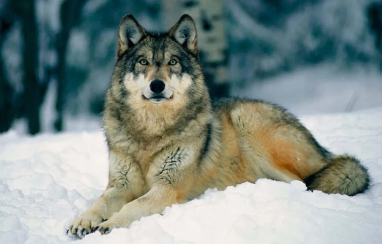 Photo wallpaper Predator, nature, snow, face, animal, wolf, canis lupus, wildlife