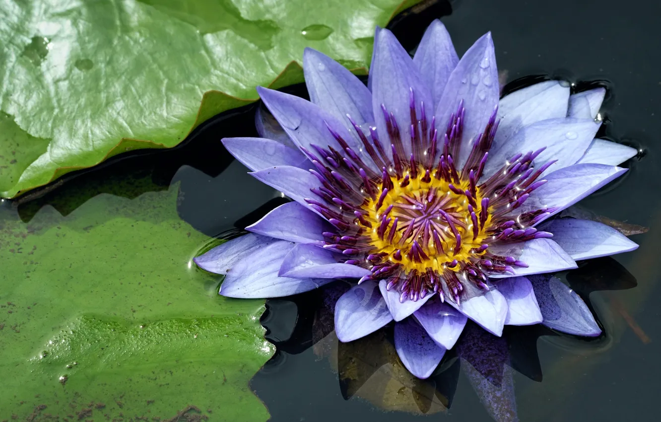 Photo wallpaper water, lilac, petals, Nymphaeum, water Lily
