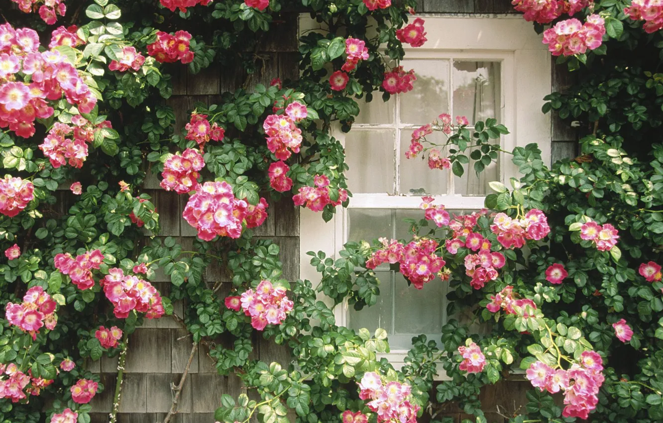 Photo wallpaper Window, floral wall, beautiful