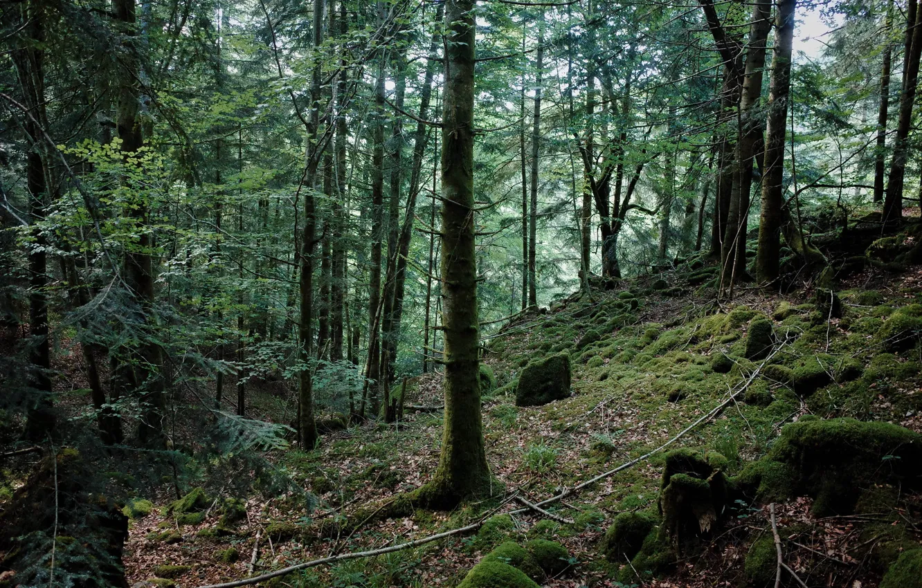 Photo wallpaper forest, trees, nature, moss