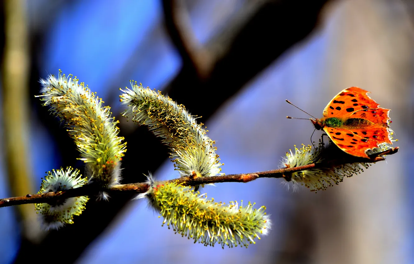 Photo wallpaper the sky, trees, branches, nature, pollen, butterfly, spring, kidney