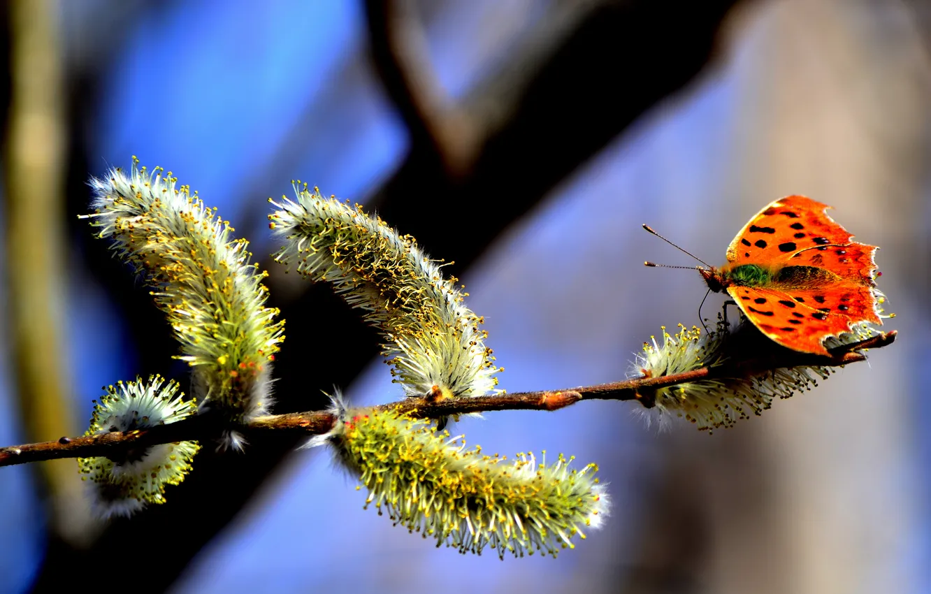 Photo wallpaper the sky, nature, tree, pollen, butterfly, branch, spring, kidney