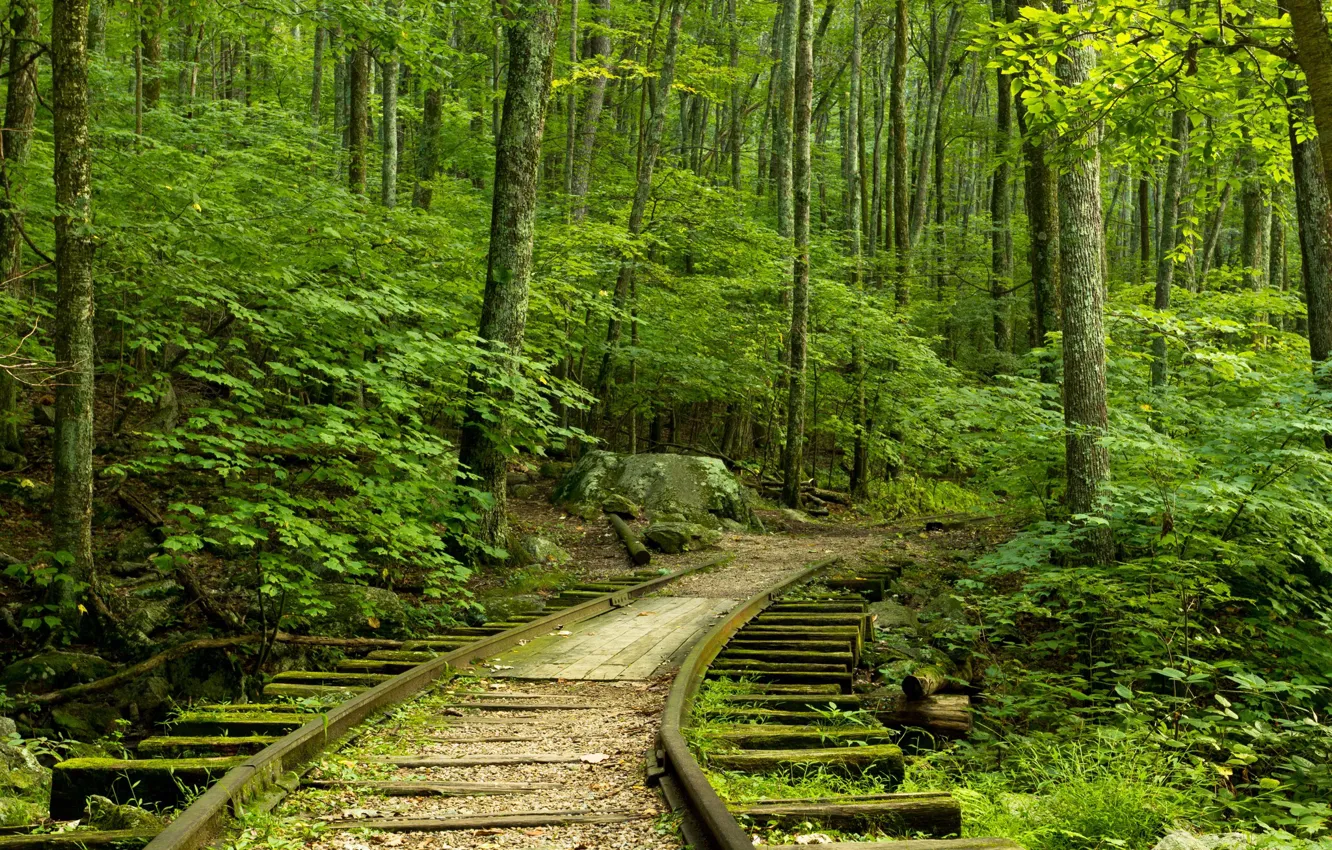 Photo wallpaper forest, the way, rails, sleepers