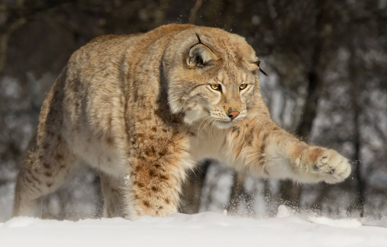 Photo wallpaper snow, paw, large, lynx, wild cat