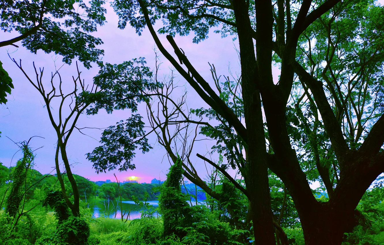 Photo wallpaper Sky, Sun, Water, Sunrise, Dawn, Morning, Lake, Trees