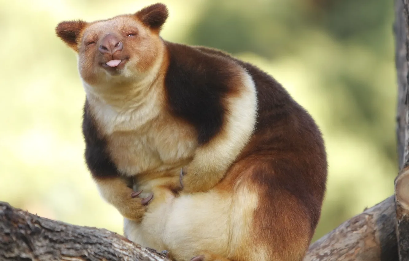 Photo wallpaper nature, kangaroo, Wallaby