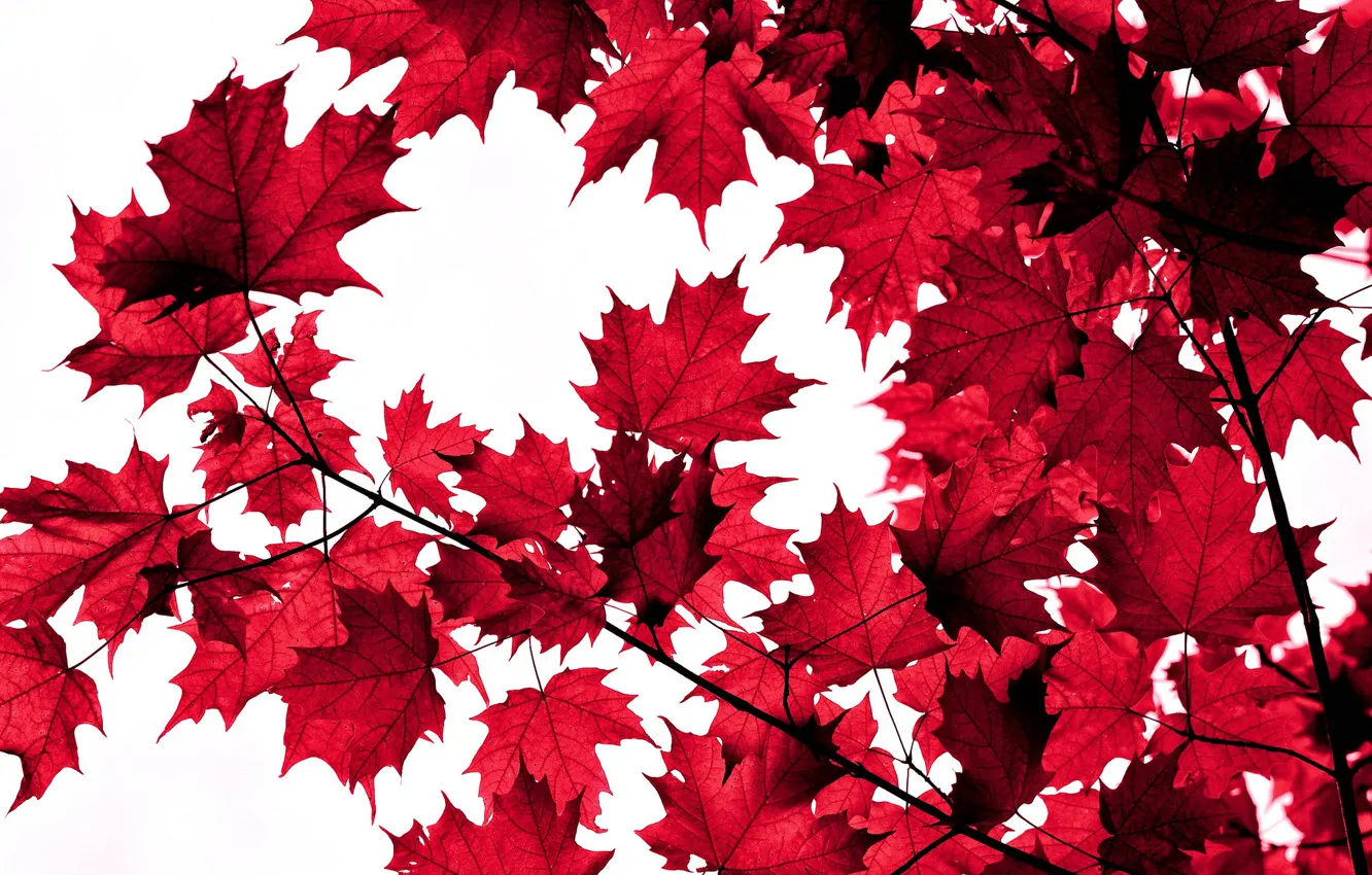 Photo wallpaper autumn, leaves, branches, maple, the crimson