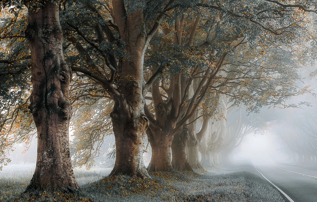 Photo wallpaper road, trees, fog