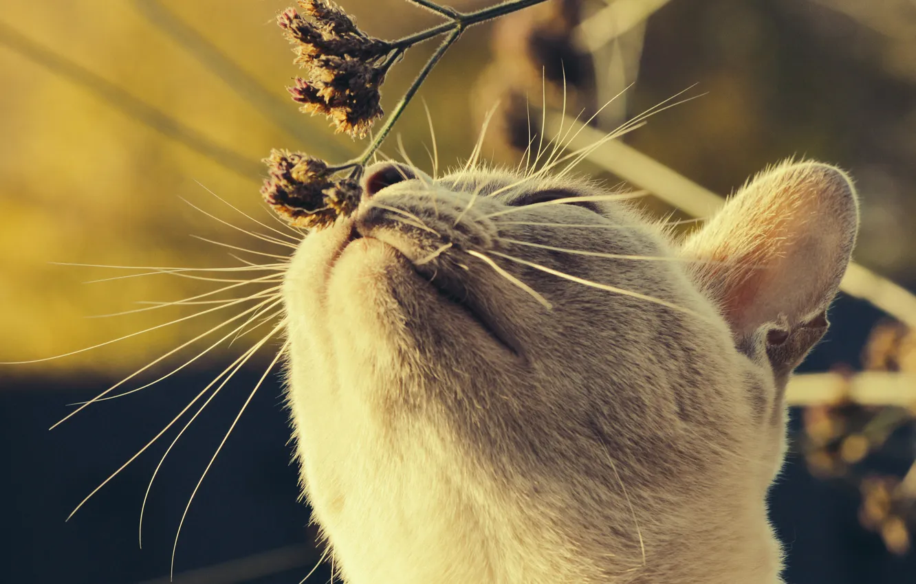 Photo wallpaper cat, summer, mustache, Koshak