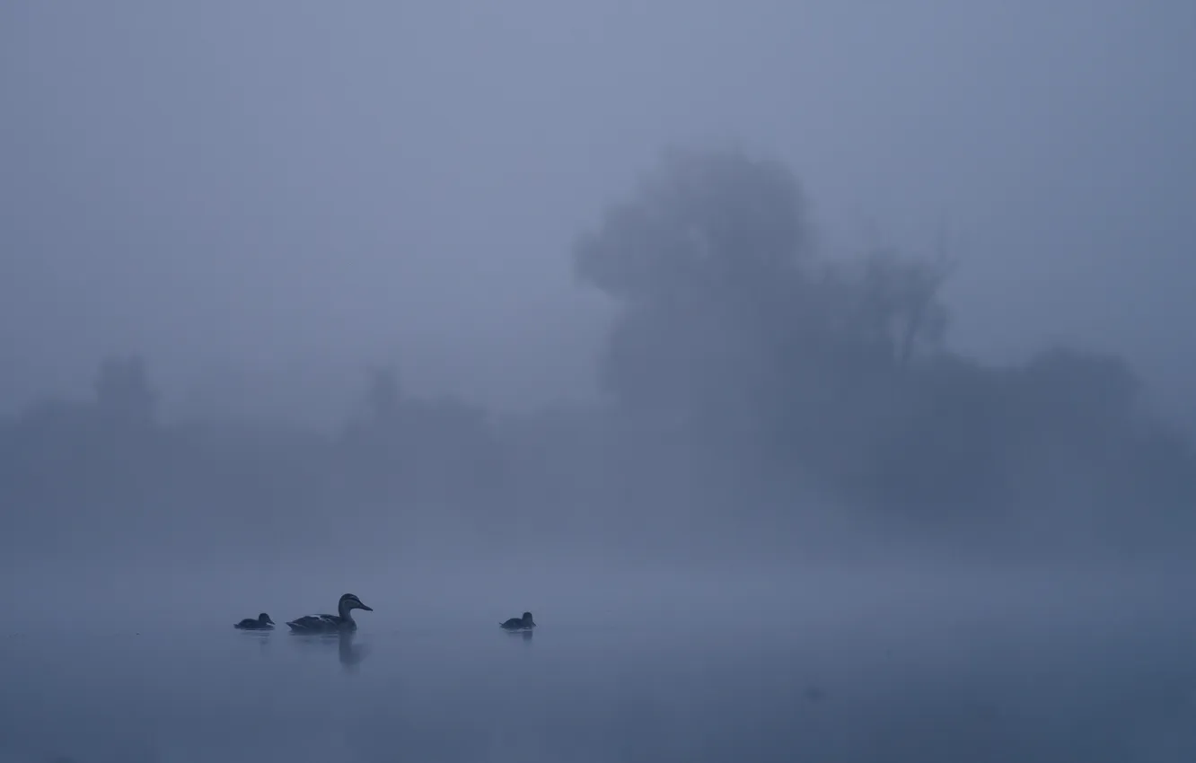 Photo wallpaper landscape, night, lake, duck