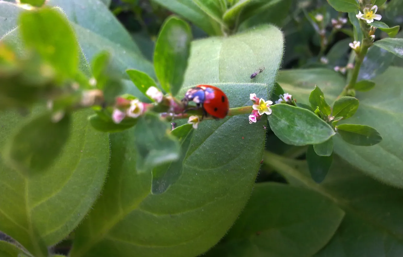 Photo wallpaper greens, leaves, flowers, ladybug, of God