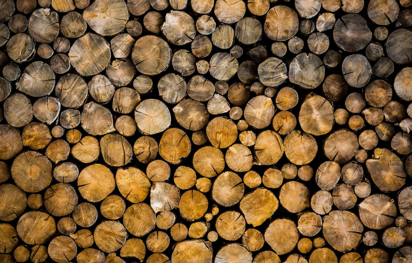 Photo wallpaper forest, trees, logs, bark