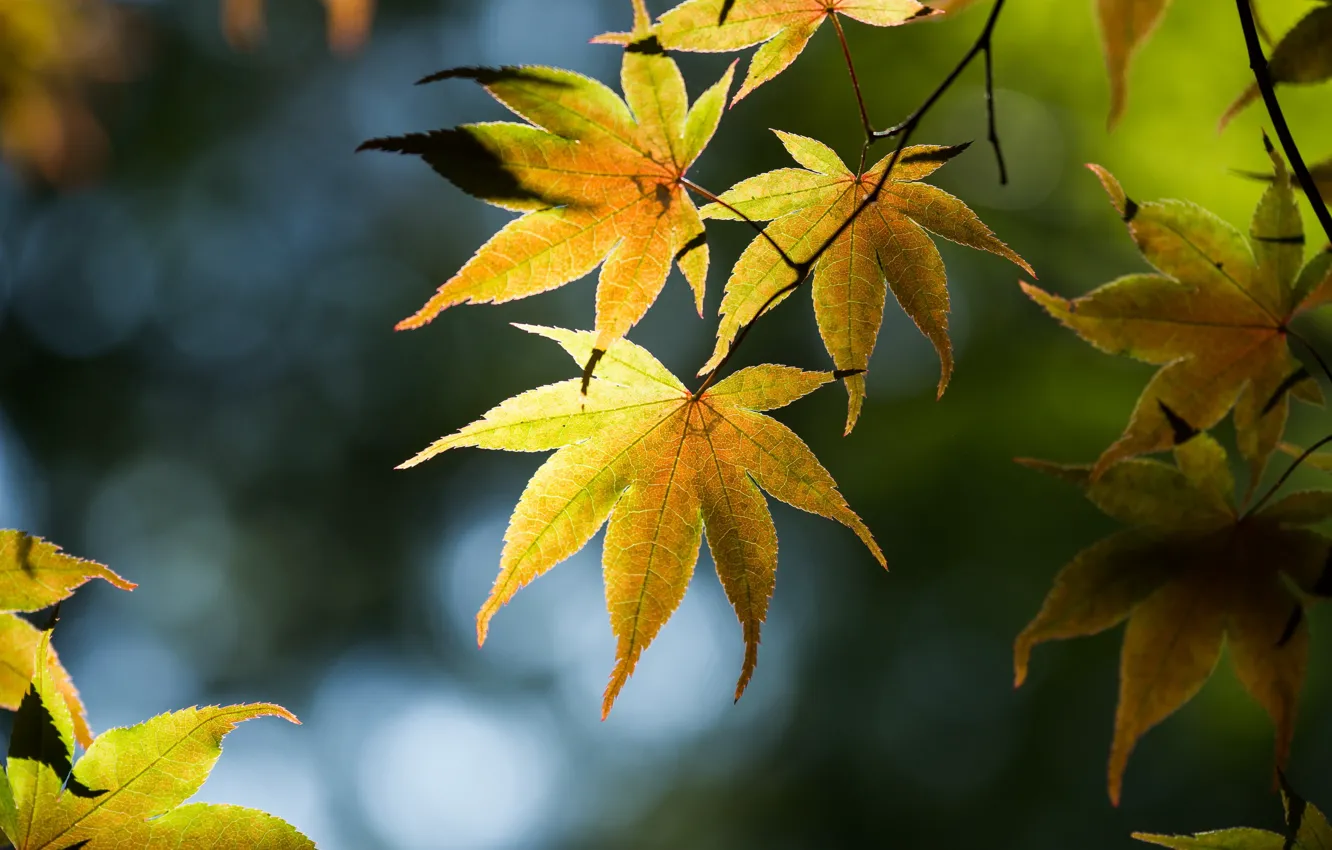 Photo wallpaper leaves, trees, branches, glare, Japanese maple