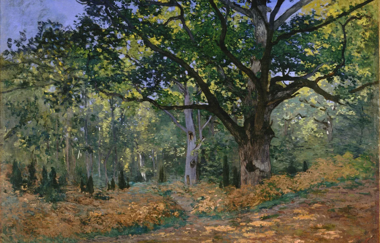 Photo wallpaper picture, Painting, Claude Monet, Bodmer Oak, Fontainebleau 1865