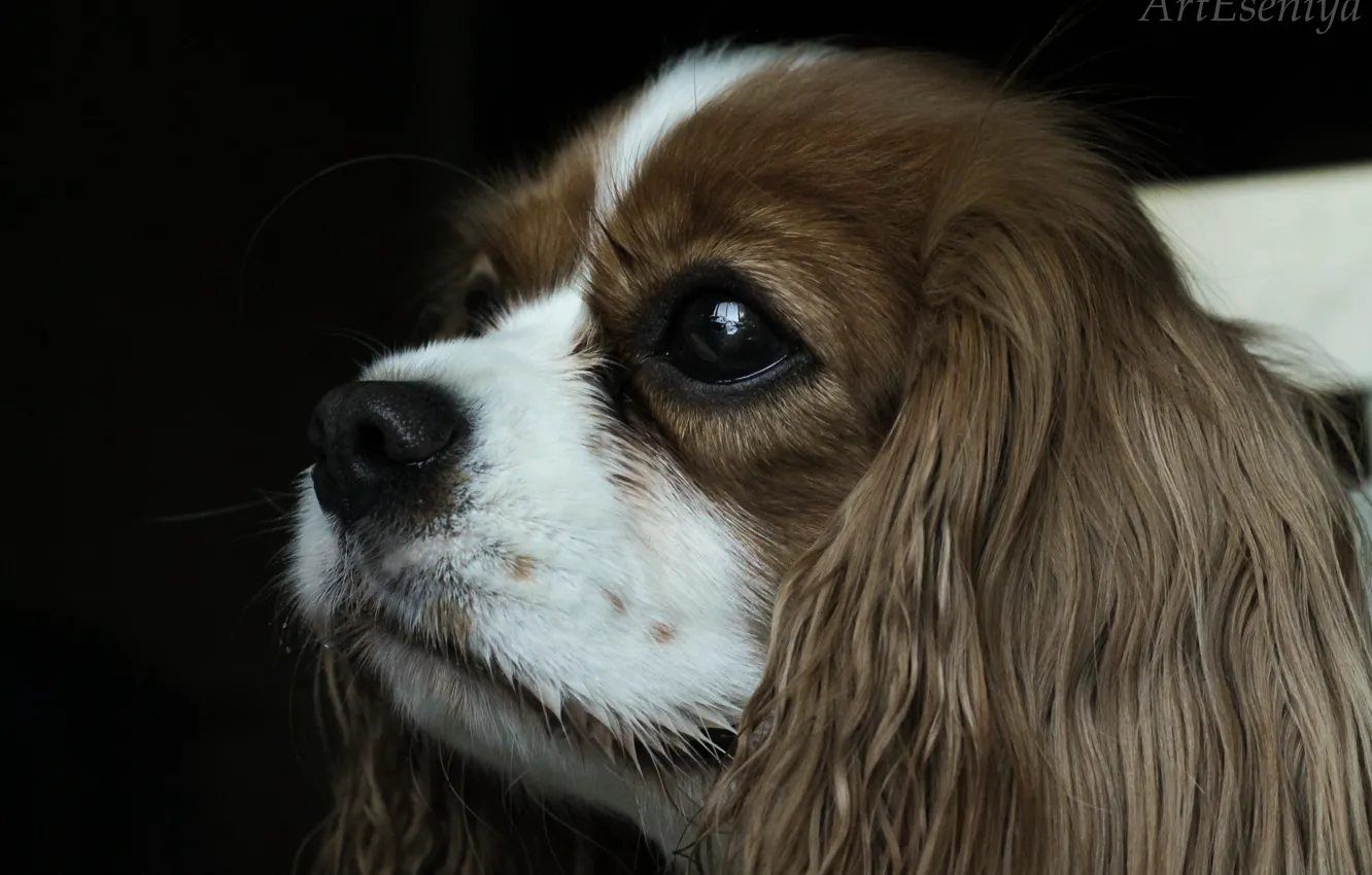 Photo wallpaper eyes, nose, eared, dog, king Charles