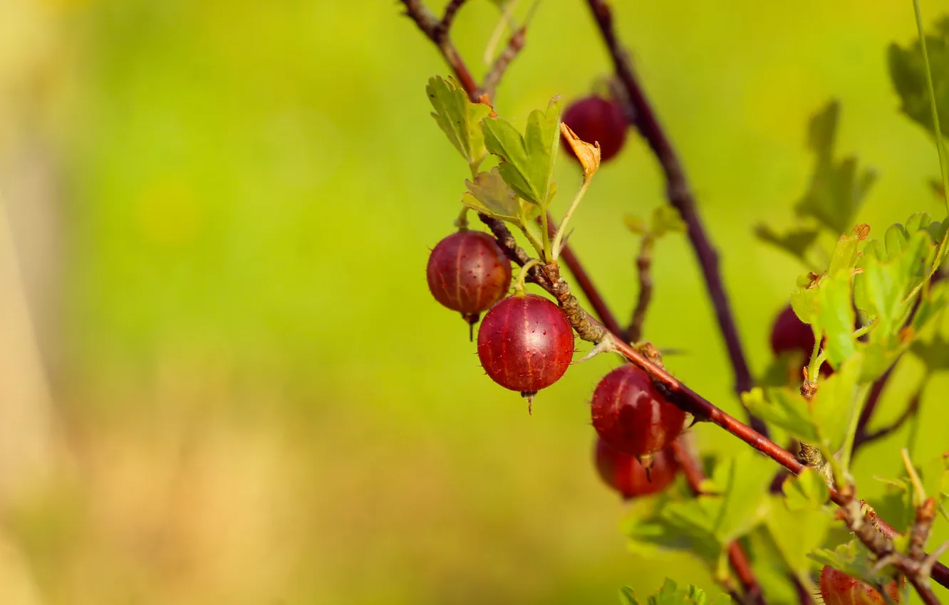 Photo wallpaper fruit, twig, gooseberry