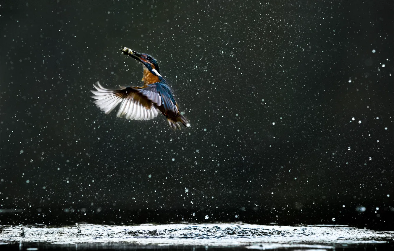 Photo wallpaper lake, kingfisher, water droplets