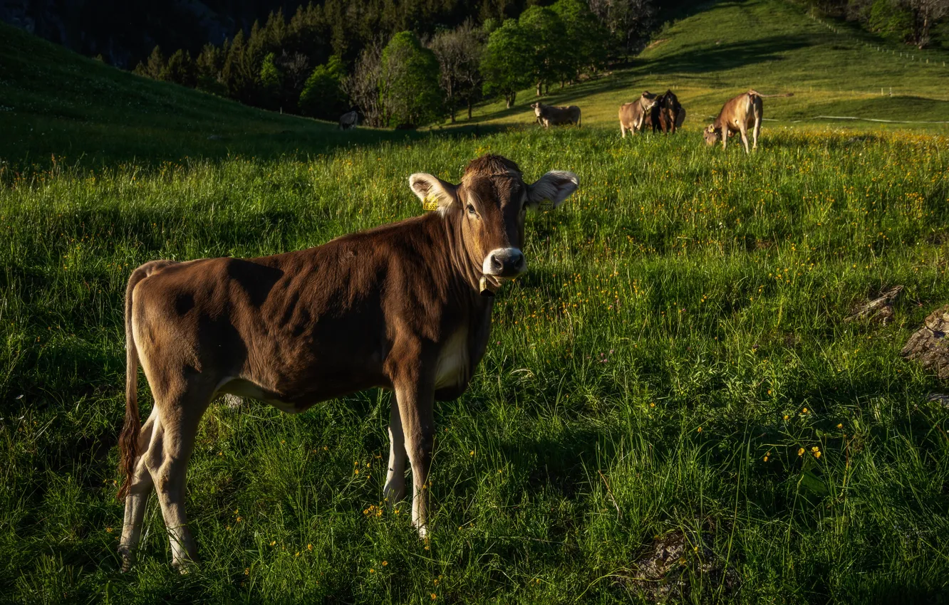 Photo wallpaper summer, grass, nature, cow, cows, pasture, meadow, calf