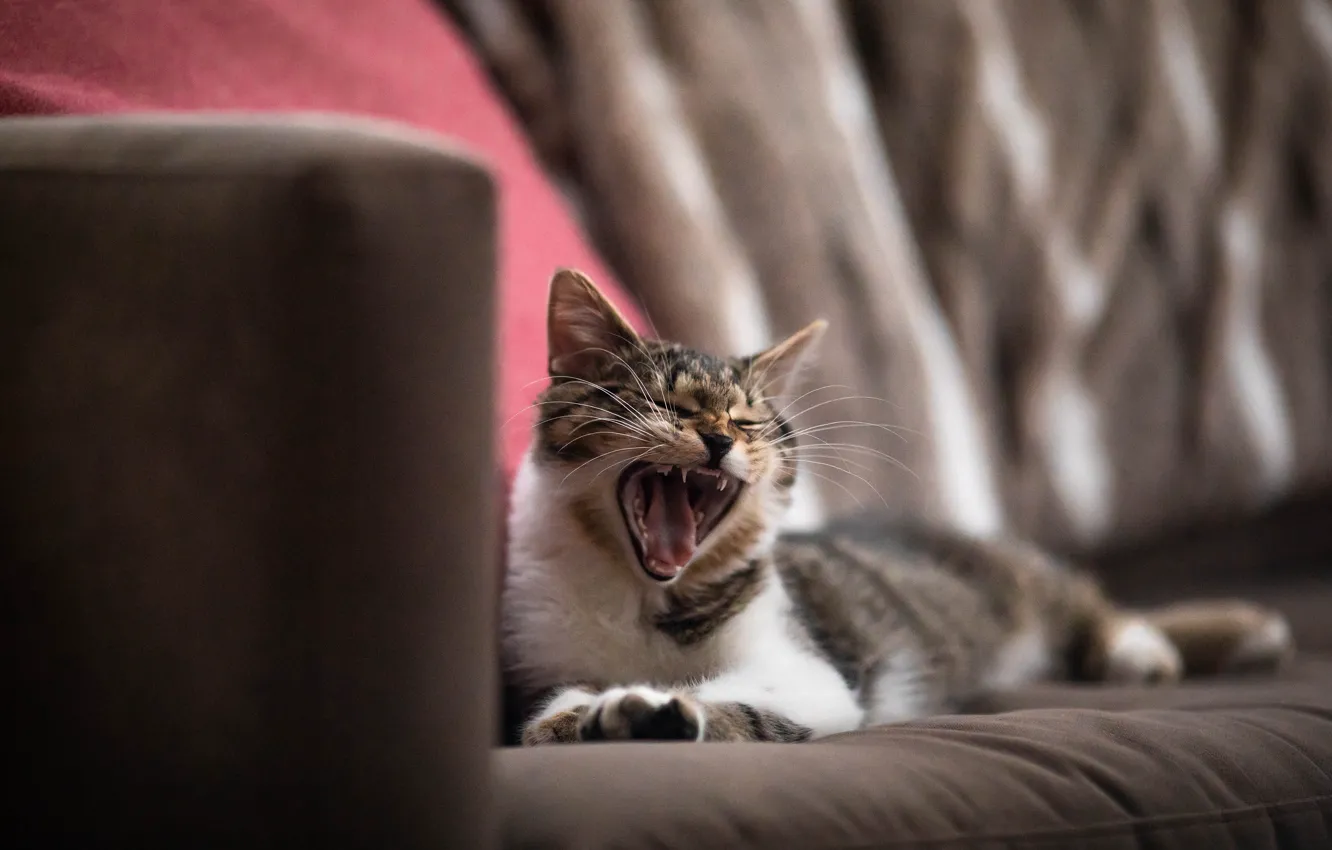 Photo wallpaper cat, cat, look, pose, face