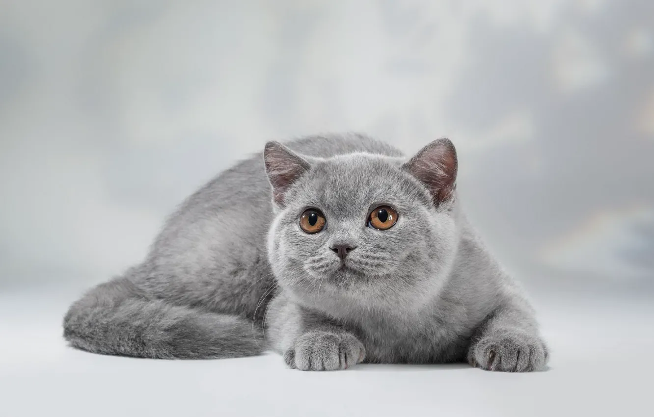 Photo wallpaper cat, look, kitty, grey, background, lies, British