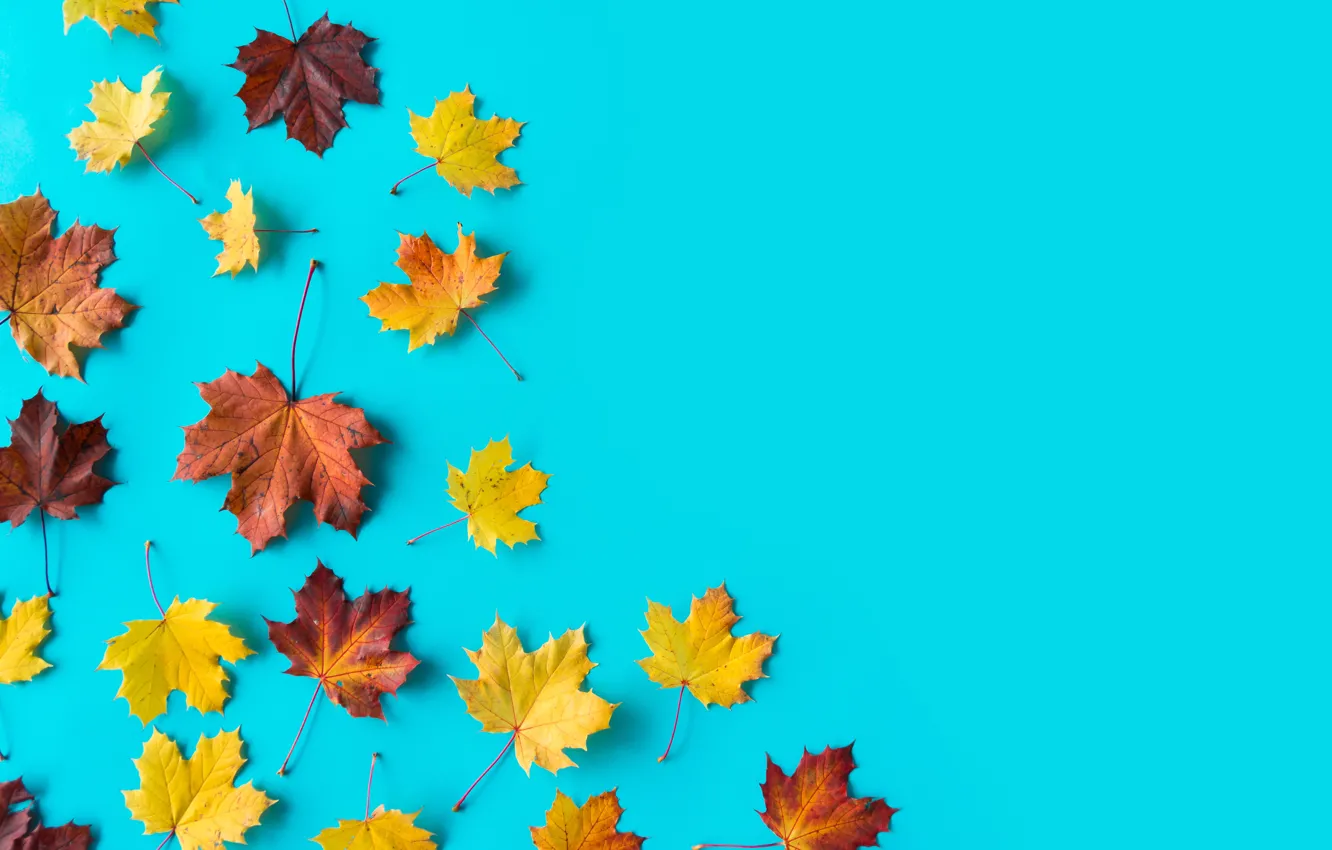 Photo wallpaper leaves, background, maple