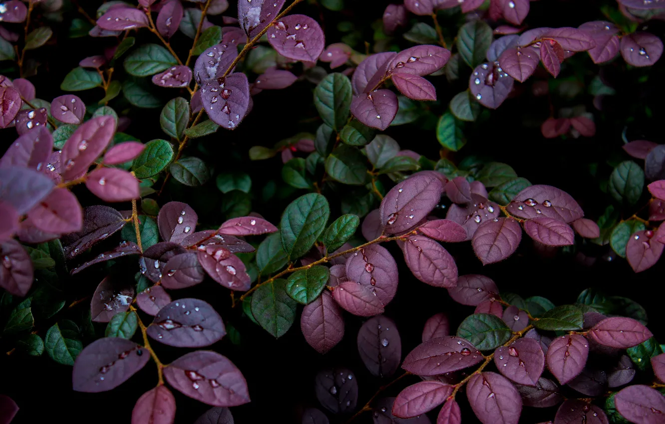 Photo wallpaper leaves, drops, Rosa, background, plant