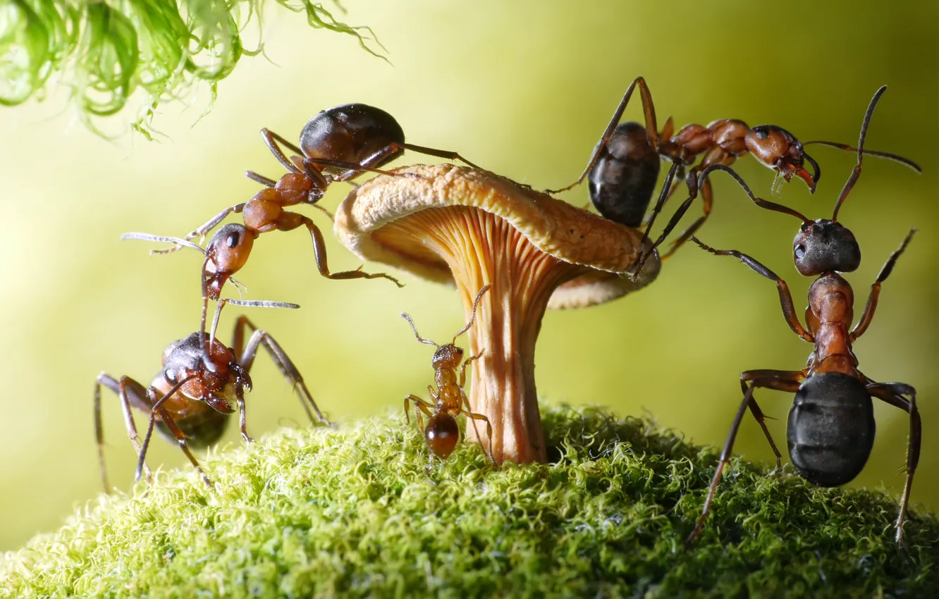 Photo wallpaper macro, insects, mushroom, moss, the situation, ants, Wallpaper from lolita777