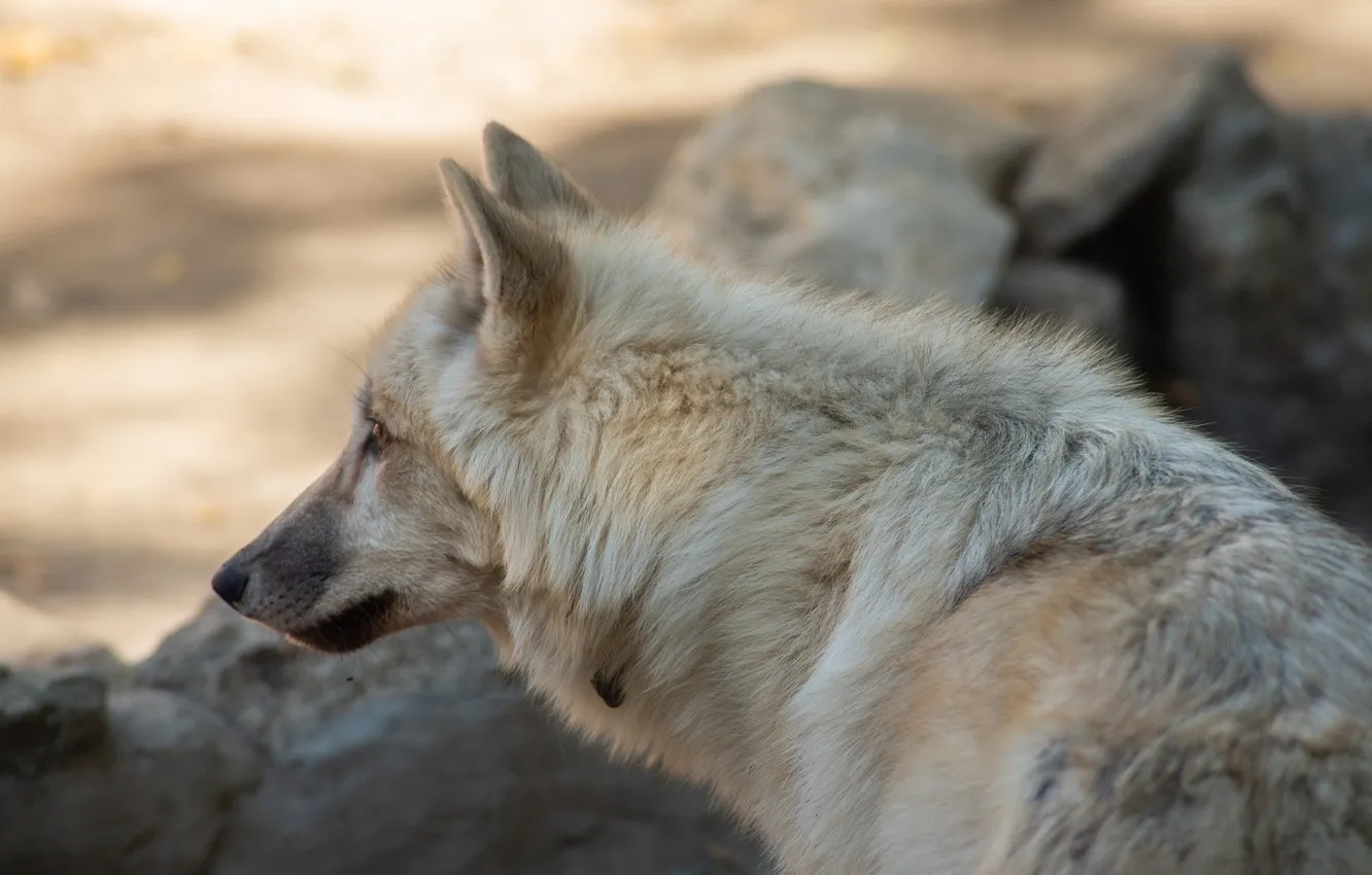 Photo wallpaper nature, snow, predator, face, animal, wolf, wildlife, portrait