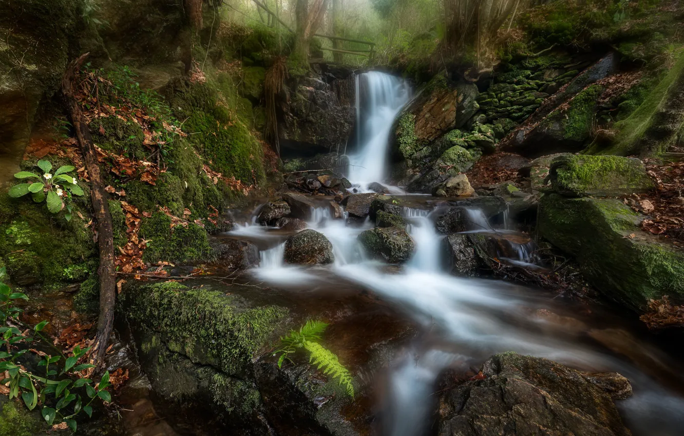 Photo wallpaper forest, stream, stones, waterfall, moss, Portugal, Portugal, Park Cabreja