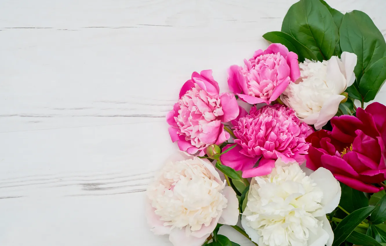 Photo wallpaper flowers, white, pink, peonies, peonies