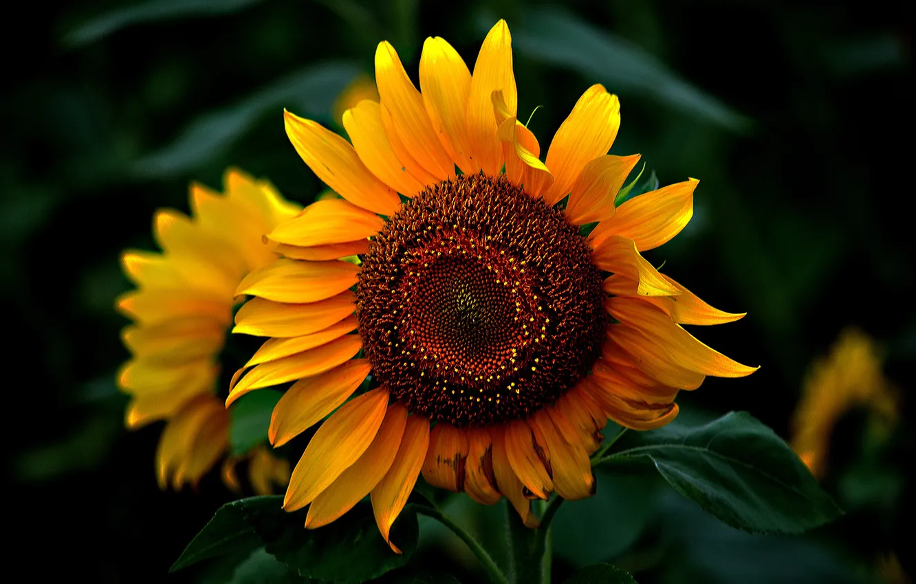 Photo wallpaper close-up, sunflower, petals, the sun