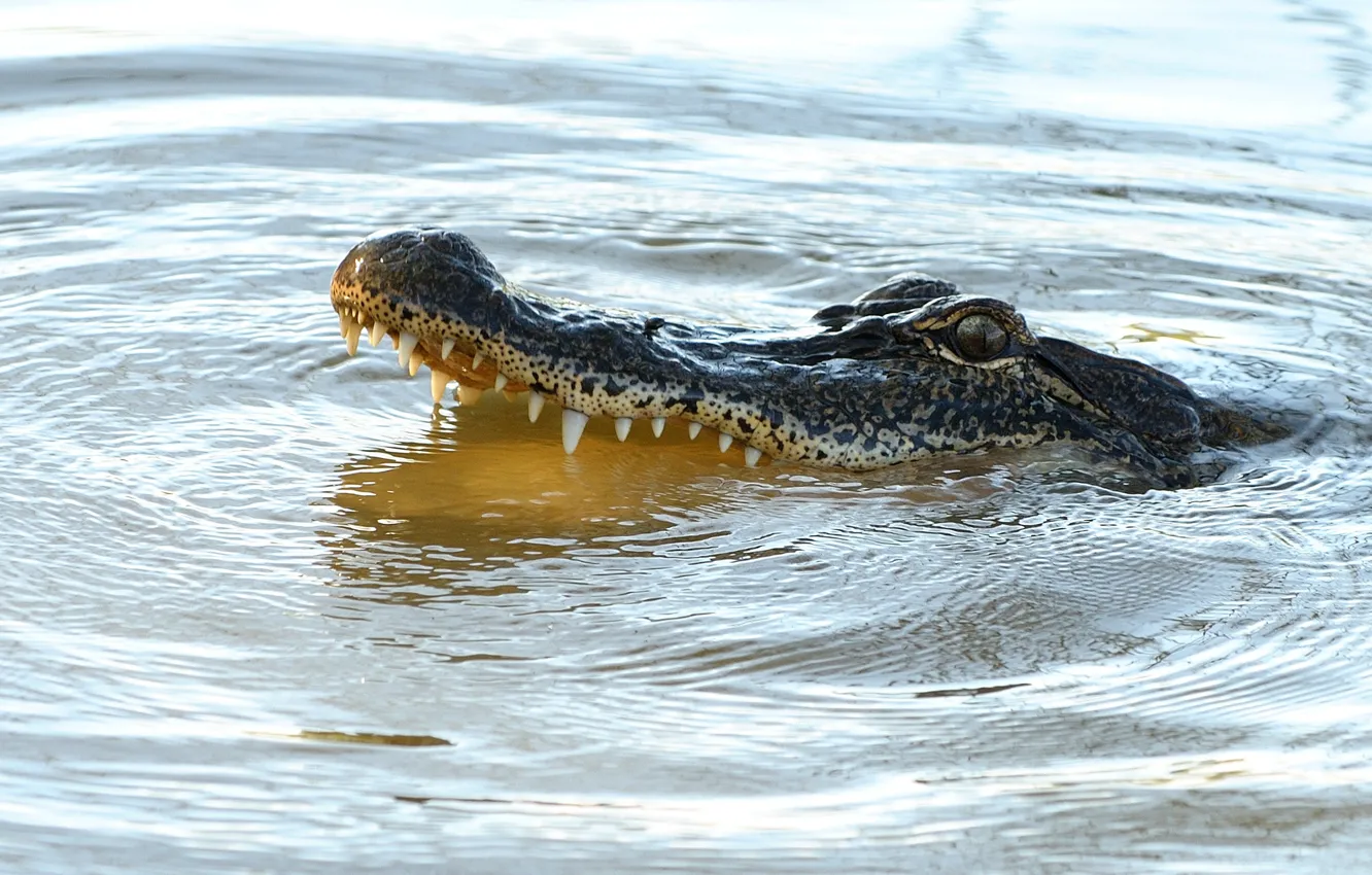 Photo wallpaper predator, reptile, alligator, teeth