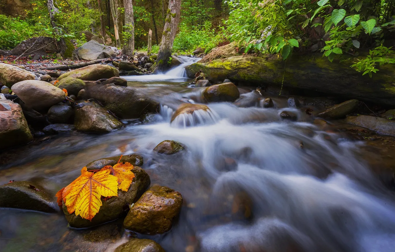 Photo wallpaper forest, leaves, trees, nature, stream, stones