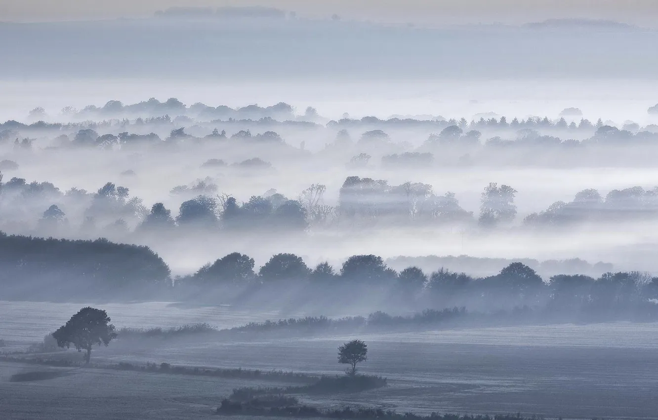 Photo wallpaper field, forest, the sky, clouds, trees, landscape, nature, fog