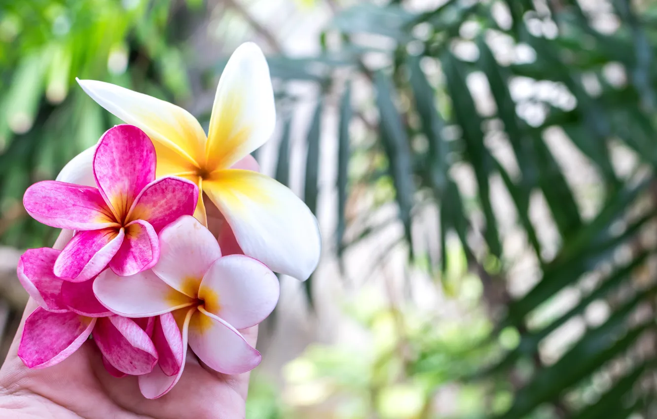 Photo wallpaper leaves, flowers, nature, palm trees, hands, plumeria, frangipani