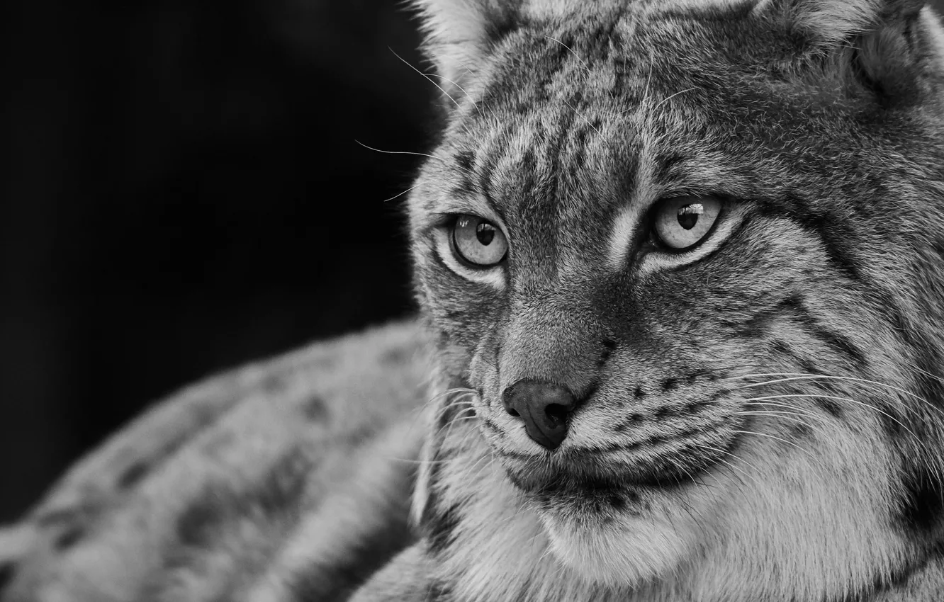 Photo wallpaper eyes, look, predator, lynx