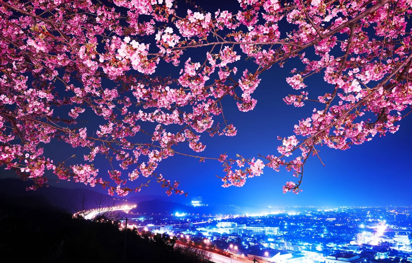 Photo wallpaper Japan, Sakura, highway, night city, cherry blossoms, Shin Mimura