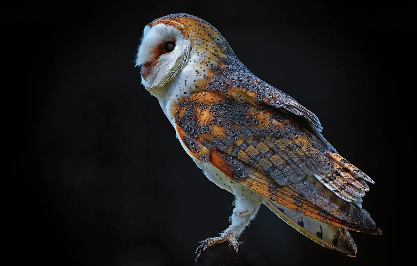 Photo wallpaper night, owl, black, predator, the barn owl
