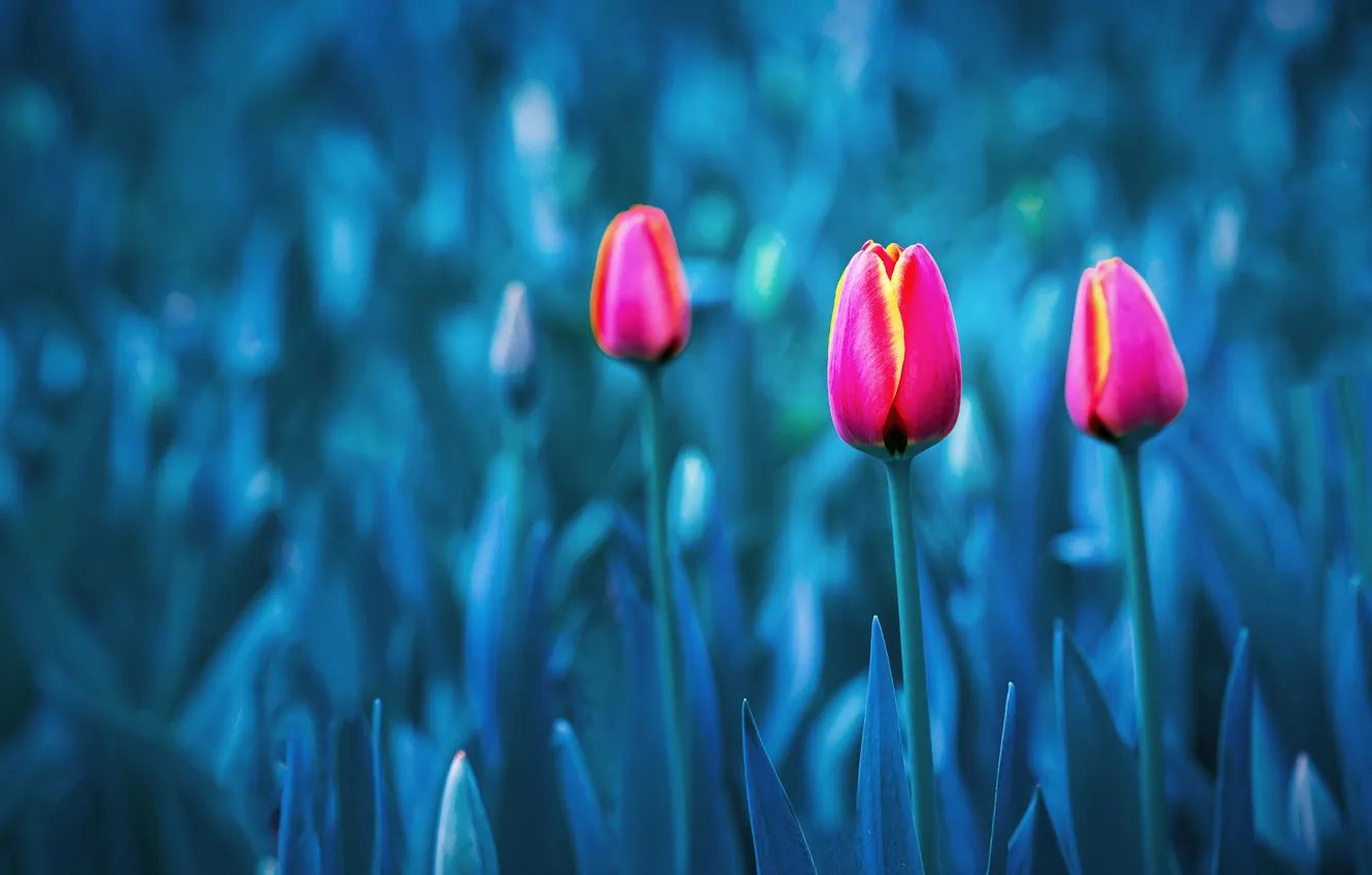 Photo wallpaper flowers, spring, tulips, pink, buds, flowerbed, blue background, bokeh