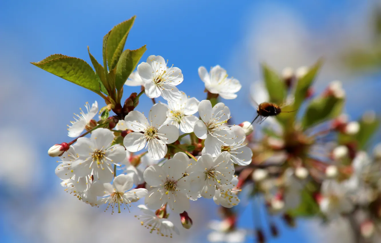 Photo wallpaper nature, cherry, beauty, spring, may, flowering, cottage, cherry blossom