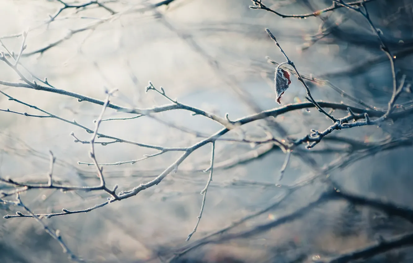 Photo wallpaper winter, branches, sheet